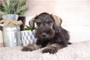 Elizabeth - Schnauzer, Miniature for sale