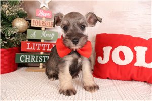 Gatlin - Schnauzer, Miniature for sale