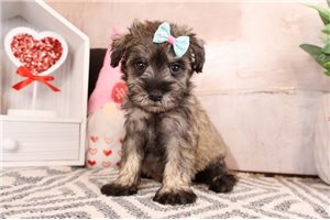 Ellie - puppy for sale