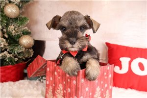 Luna - Schnauzer, Miniature for sale