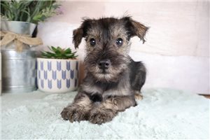 Ziggy - Schnauzer, Miniature for sale