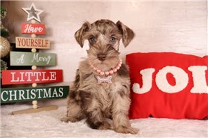 sch347-3 1088 - puppy for sale