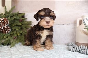 Emory - Schnauzer, Miniature for sale