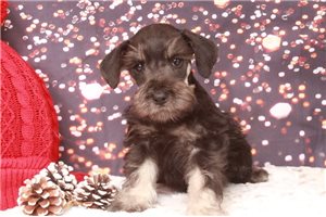 Anders - Schnauzer, Miniature for sale