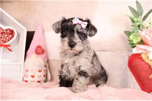 Zinnia - puppy for sale