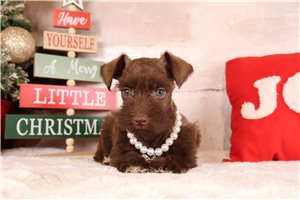 Callie - Schnauzer, Miniature for sale