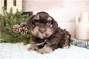 Chuck - Schnauzer, Miniature for sale