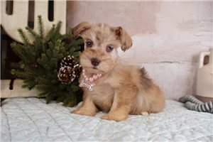 Gertrude - Schnauzer, Miniature for sale