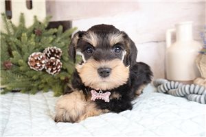 India - Schnauzer, Miniature for sale