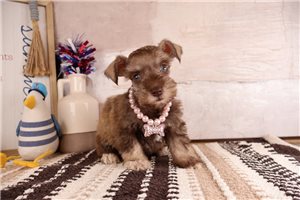 Taya - puppy for sale