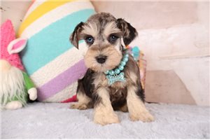 Diana - Schnauzer, Miniature for sale