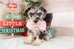 Othello - Schnauzer, Miniature for sale