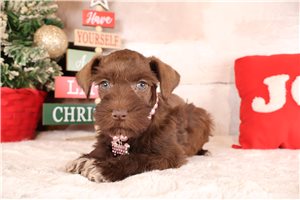 Christa - Schnauzer, Miniature for sale