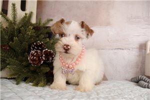 Gidget - Schnauzer, Miniature for sale