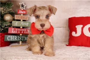 Caesar - Schnauzer, Miniature for sale