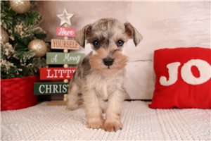 Gage - Schnauzer, Miniature for sale