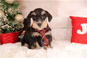 Lucas - Schnauzer, Miniature for sale