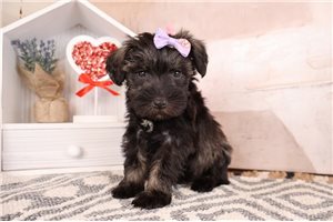 Elizabeth - puppy for sale