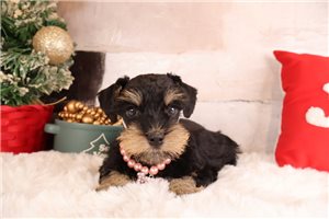 Layla - Schnauzer, Miniature for sale