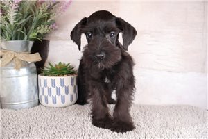 Emery - Schnauzer, Miniature for sale