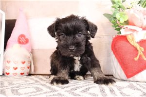 Emerson - Schnauzer, Miniature for sale