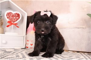 Eleanor - Miniature Schnauzer for sale