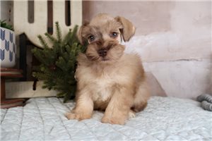 Goose - Schnauzer, Miniature for sale