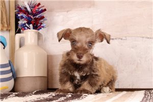 Taylor - puppy for sale
