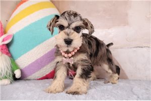 Dahlia - puppy for sale