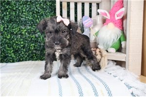 Celine - puppy for sale