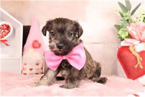 Zane - puppy for sale