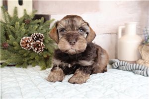 Chopper - Schnauzer, Miniature for sale