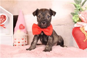 Ziggy - Schnauzer, Miniature for sale