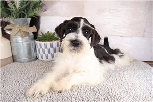 Emiliano - Schnauzer, Miniature for sale