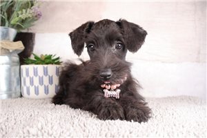 Eleanor - Schnauzer, Miniature for sale