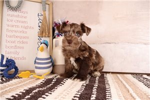 Tatum - Schnauzer, Miniature for sale