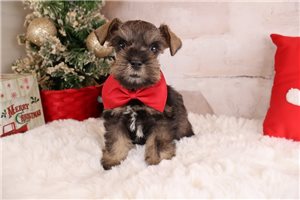 Liam - Schnauzer, Miniature for sale