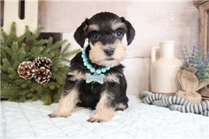 Ivanna - Schnauzer, Miniature for sale