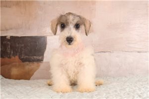 Ziggy - Schnoodle for sale