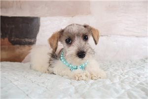 Zaria - Schnoodle for sale