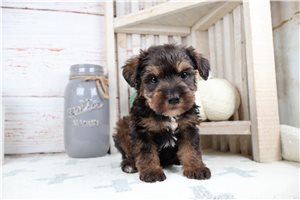 Odin - Schnoodle for sale