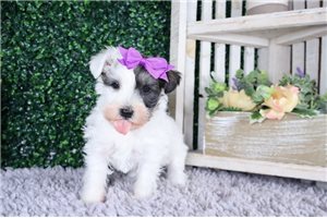 Lucy - Schnoodle for sale