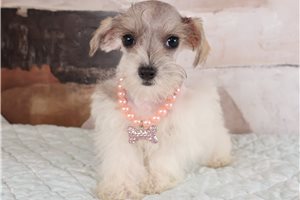 Zoey - Schnoodle for sale