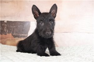 Brock - Scottish Terrier for sale