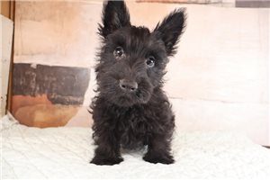 Andy - Scottish Terrier for sale