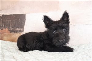 Alister - Scottish Terrier for sale