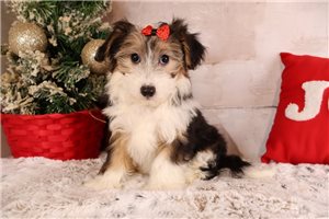 Leilani - Mixed/Other for sale