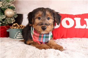 Levi - Mixed/Other for sale