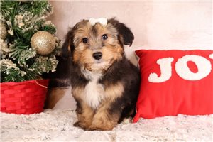 Lydia - Mixed/Other for sale