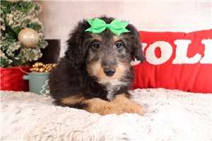 Leah - Mixed/Other for sale